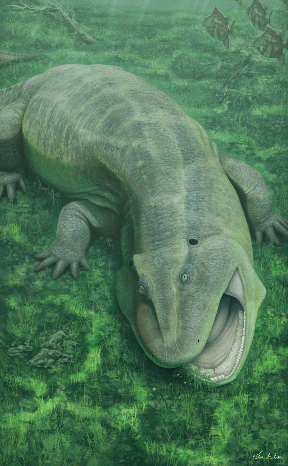 Illustration showing Tanyka amnicola in life, eating underwater plants.